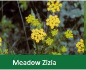 Meadow Zizia (1qt)