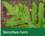 Sensitive Fern (1 Gal)